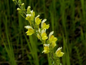 Winter Flowers: Snapdragons